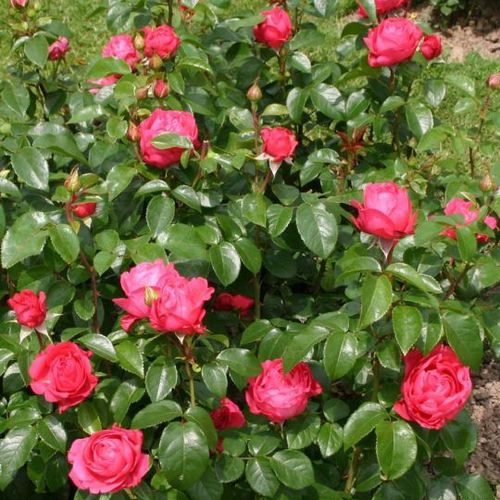 Rose foncé - rosiers hybrides de thé